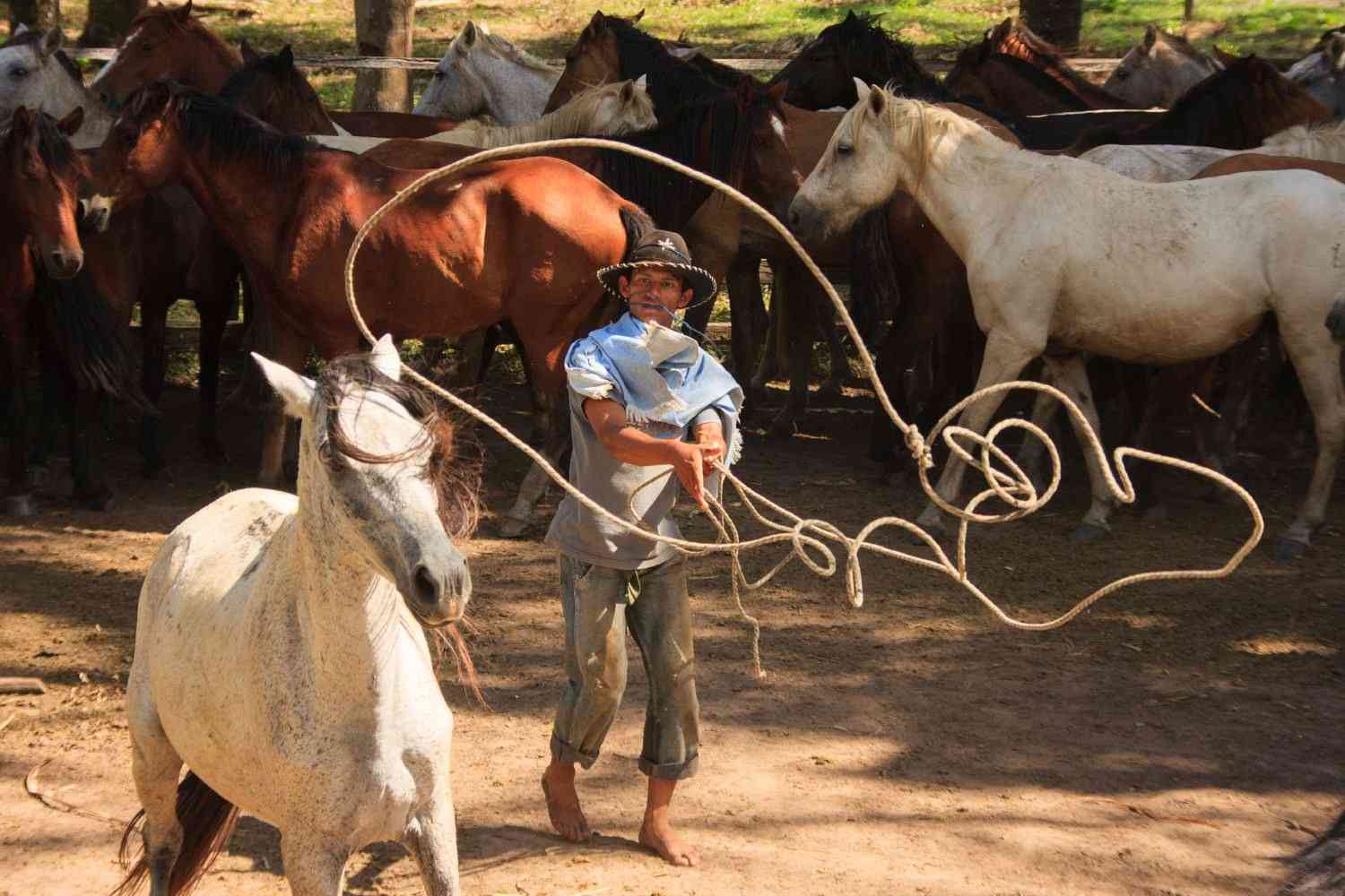 Así es la faena del hombre llanero