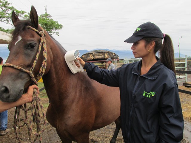 ICA vacuna contra la encefalitis equina venezolana en el Meta
