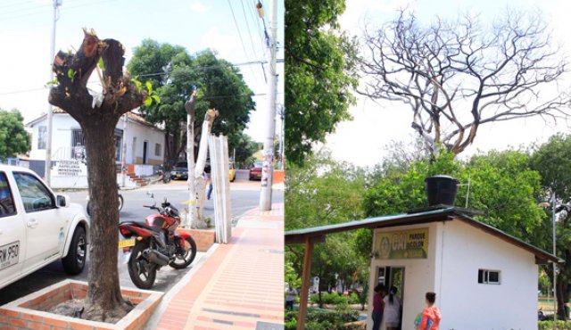 En Cúcuta, los árboles viven su mala hora
