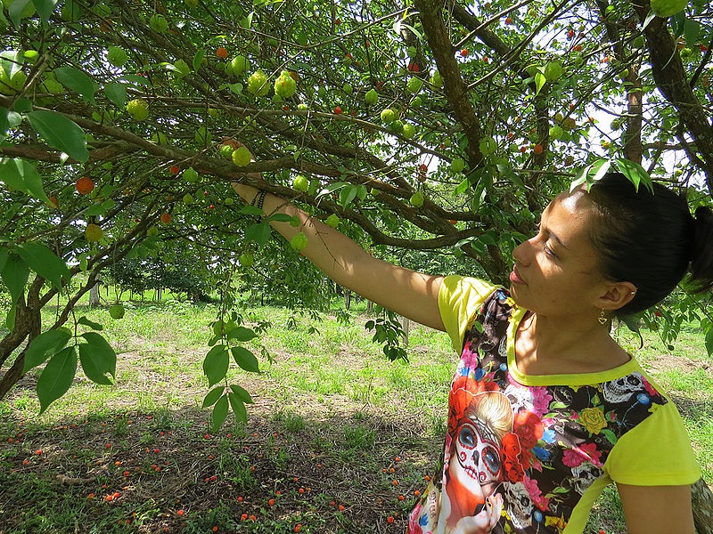 Frutos de la Orinoquia tienen potencial para emprendimientos