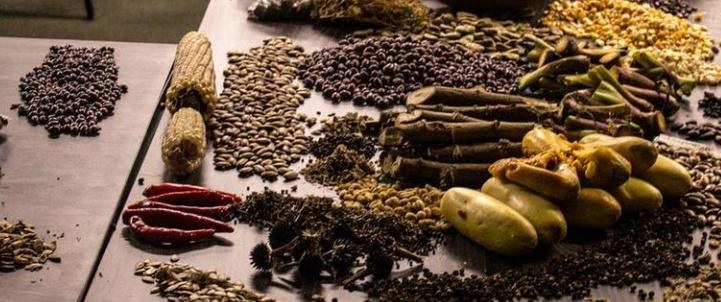 Tutela busca defender las semillas como patrimonio ambiental de la humanidad