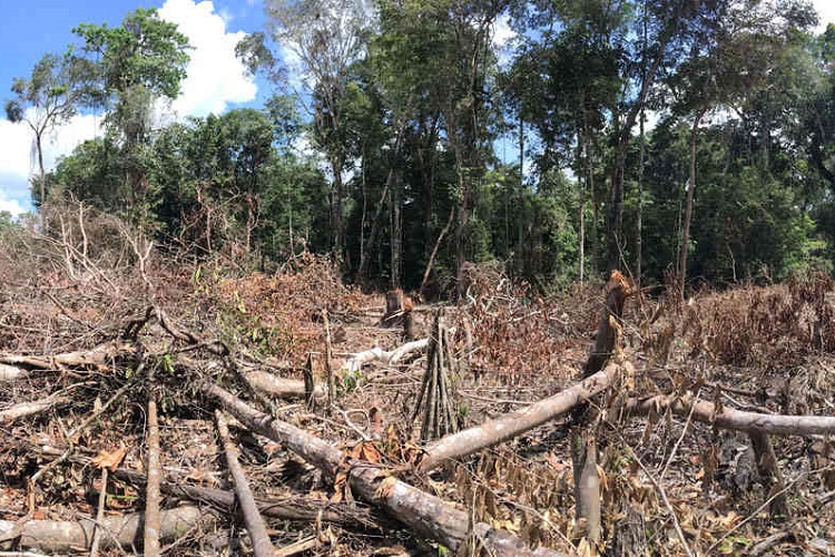 Ejército Nacional presuntos responsables de daño ambiental en el departamento de Arauca