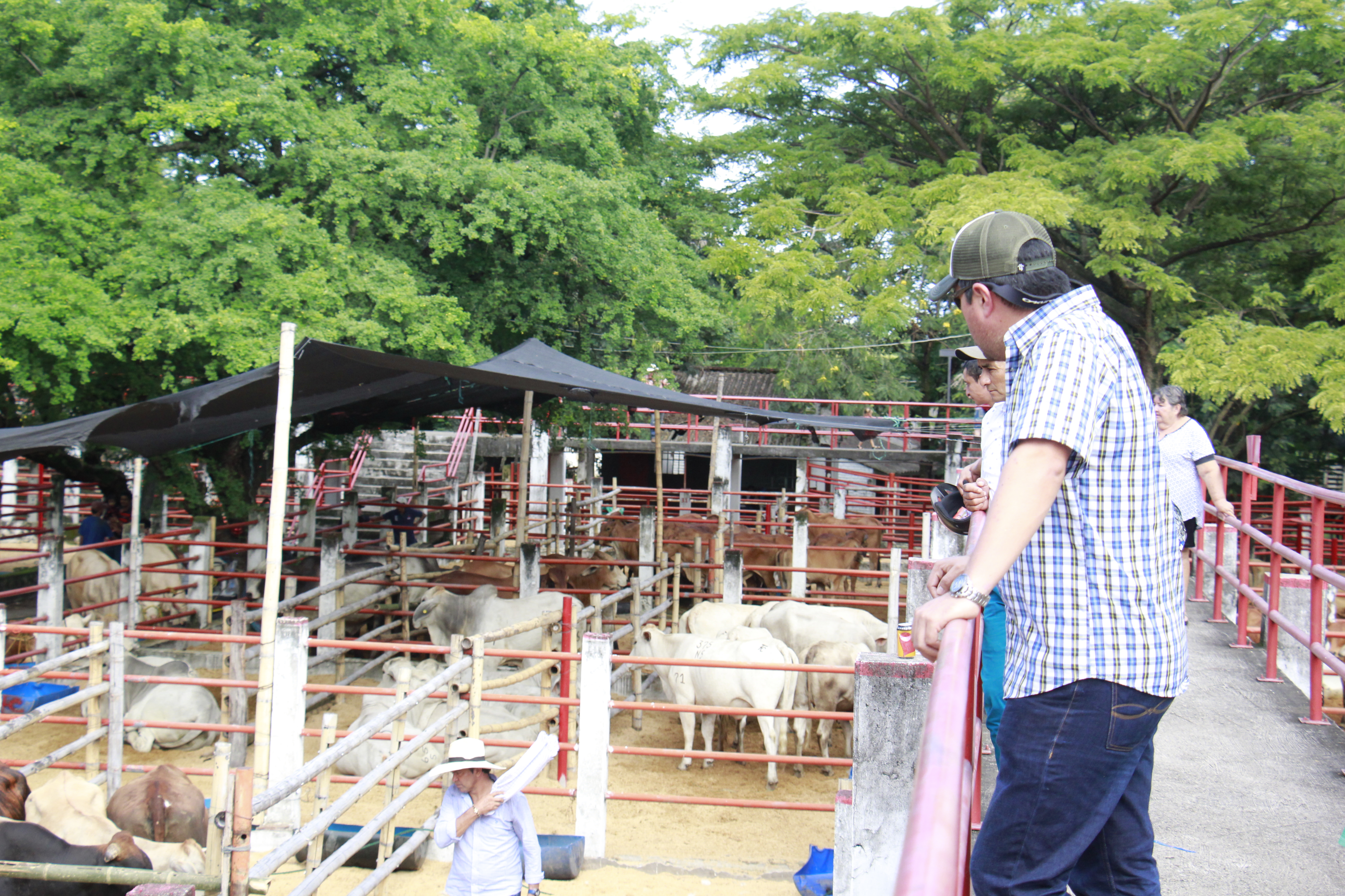Comité Regional de Ganaderos de Yopal se ‘puso el overol’ en Expo Mercado