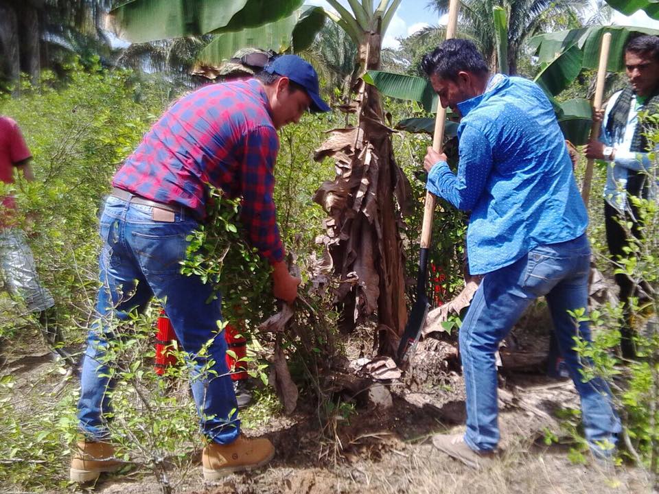Comienza en Arauca apoyo social a las comunidades que sustituyeron cultivos ilícitos