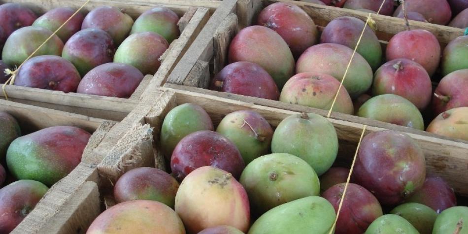 Estarían camuflando droga en mangos para meterla a colegios de Córdoba