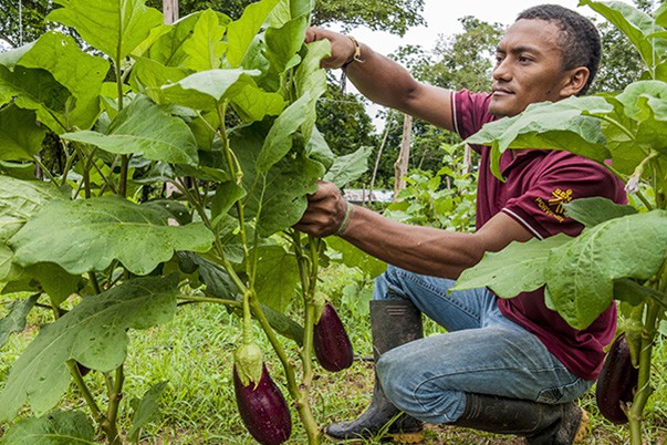 SENA ofrece más de 3.000 cupos para estudiar programas agropecuarios