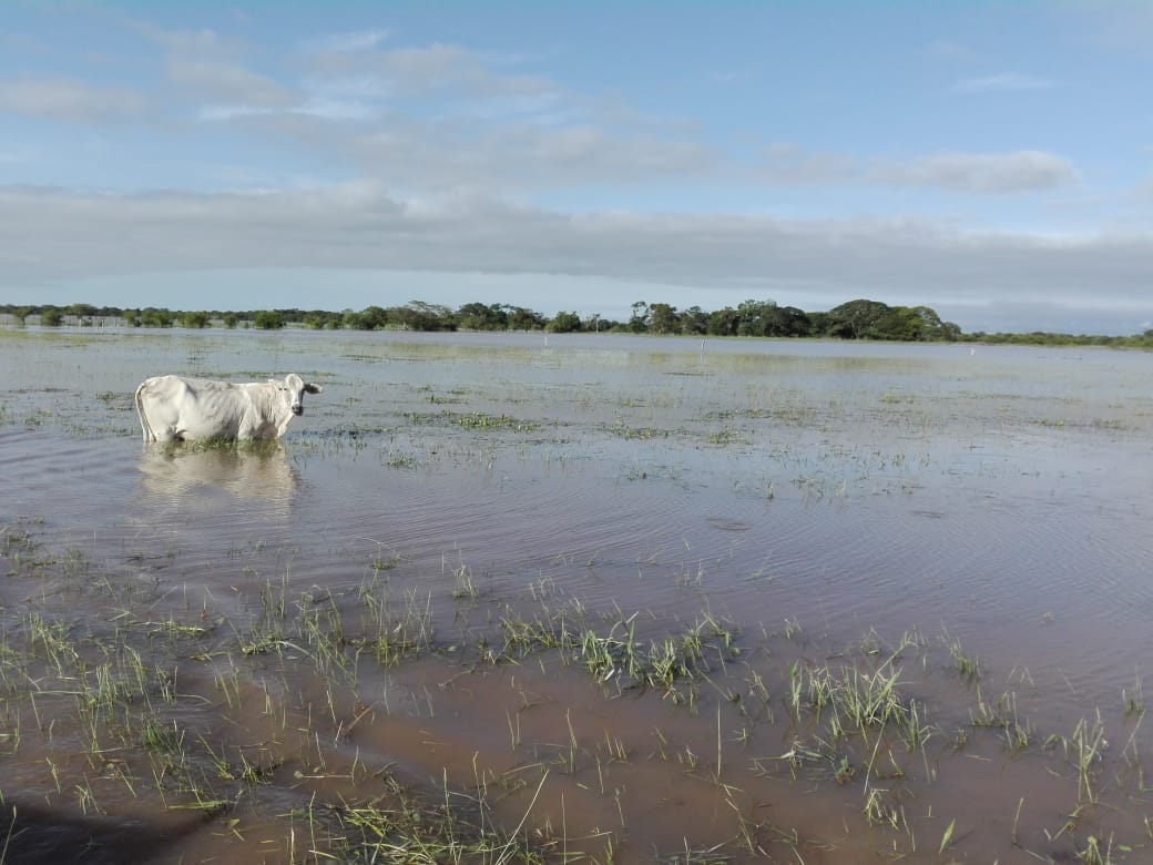 [EN VIDEO] Los animales también la pasan mal con el invierno