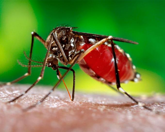 Dengue causa muerte a dos menores en Casanare.