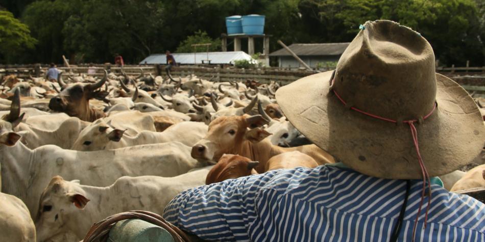 Arauca presente en declaratoria de Cantos de Vaquería como patrimonio inmaterial de la Humanidad