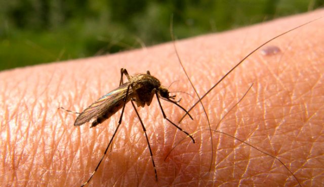 En el Táchira se registran más de 250 casos de malaria