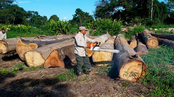 La cifra de deforestación en Colombia en el 2017 la más alta en la historia llego a 219.000 hectareas