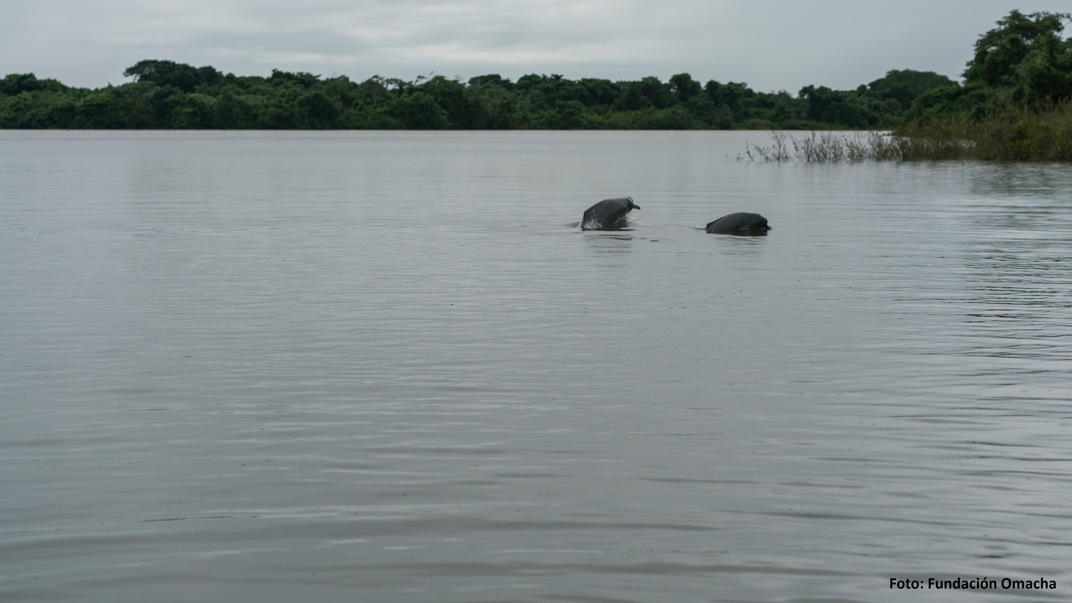 Expedición biológica en el río Meta