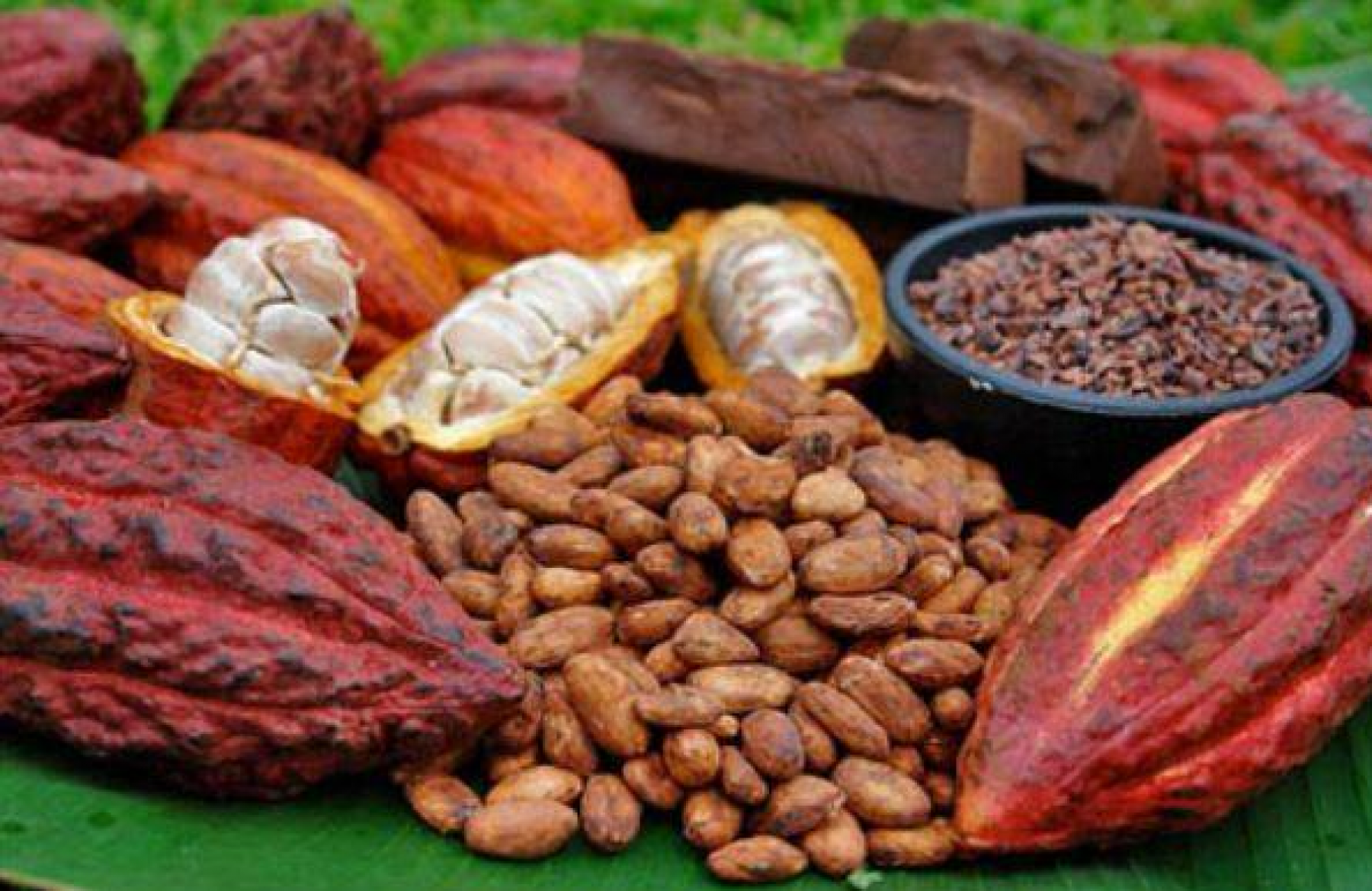 «Cacao 100% Araucano» busca expandir su mercado