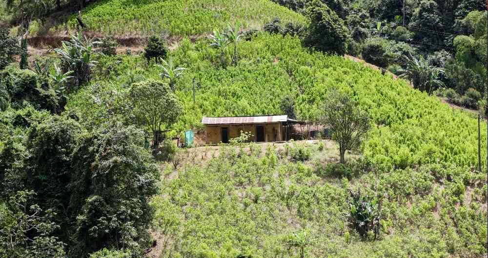 Autoridades aun no llegan a sitio del Cauca donde reportaron masacre de siete personas