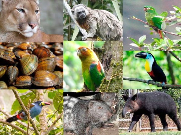 Incautada carne de fauna silvestre en Casanare