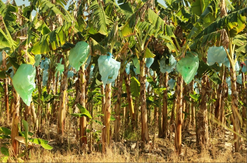 Vista Hermosa se capacita en manejo de bolsa para embolsado de plátano