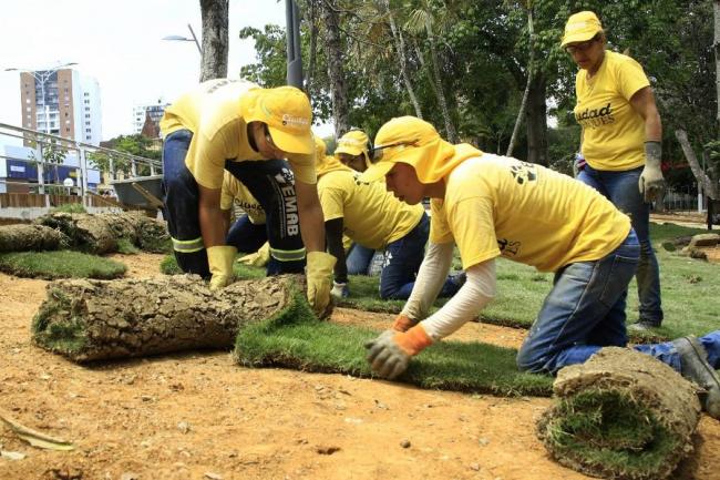 Crecen las críticas por el convenio del pasto japonés en Bucaramanga