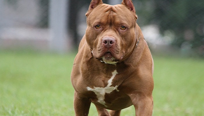 Menores de edad utilizaban un pitbull para atracar en Duitama