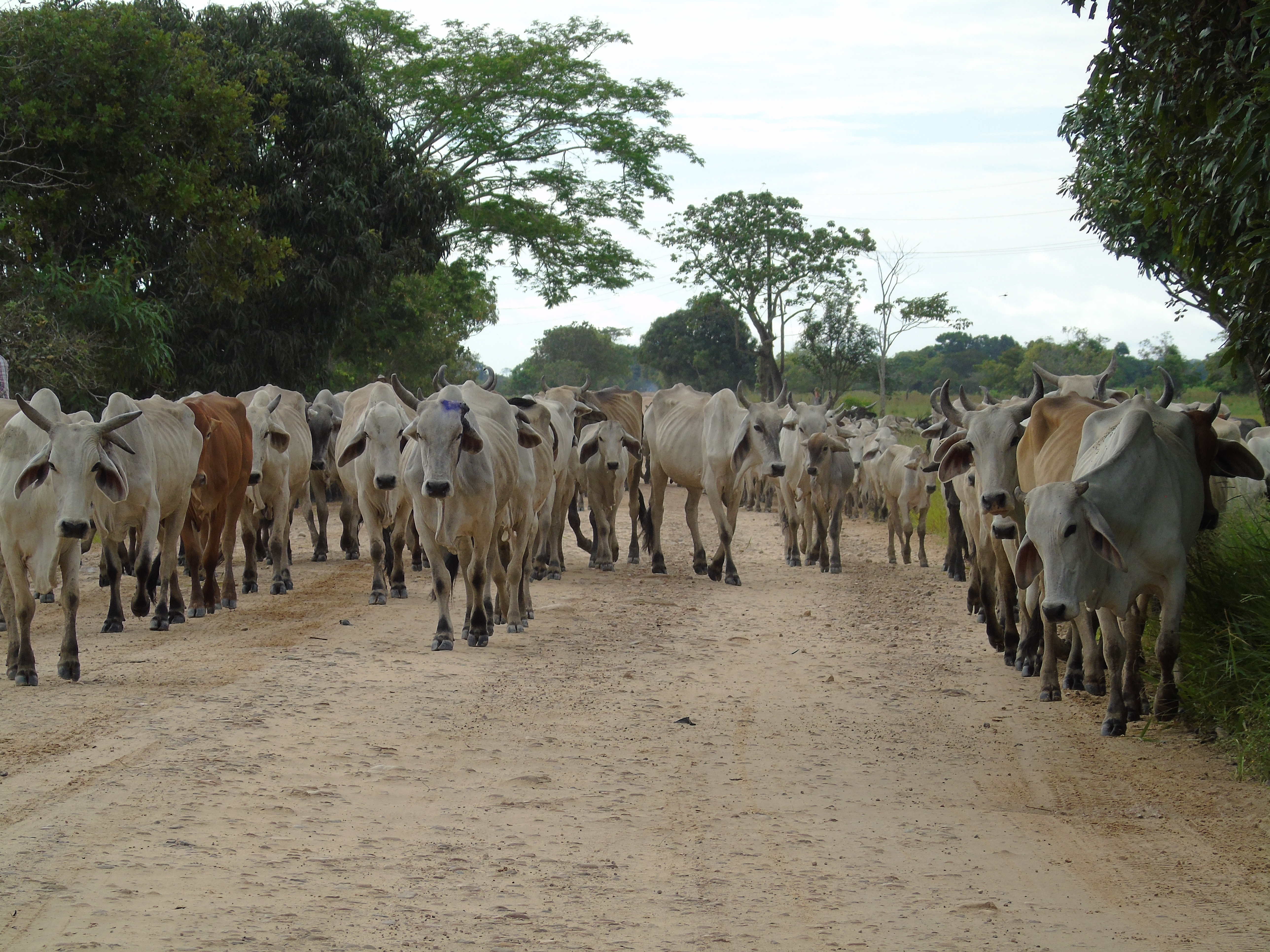 Arauca sigue en la zona de contención
