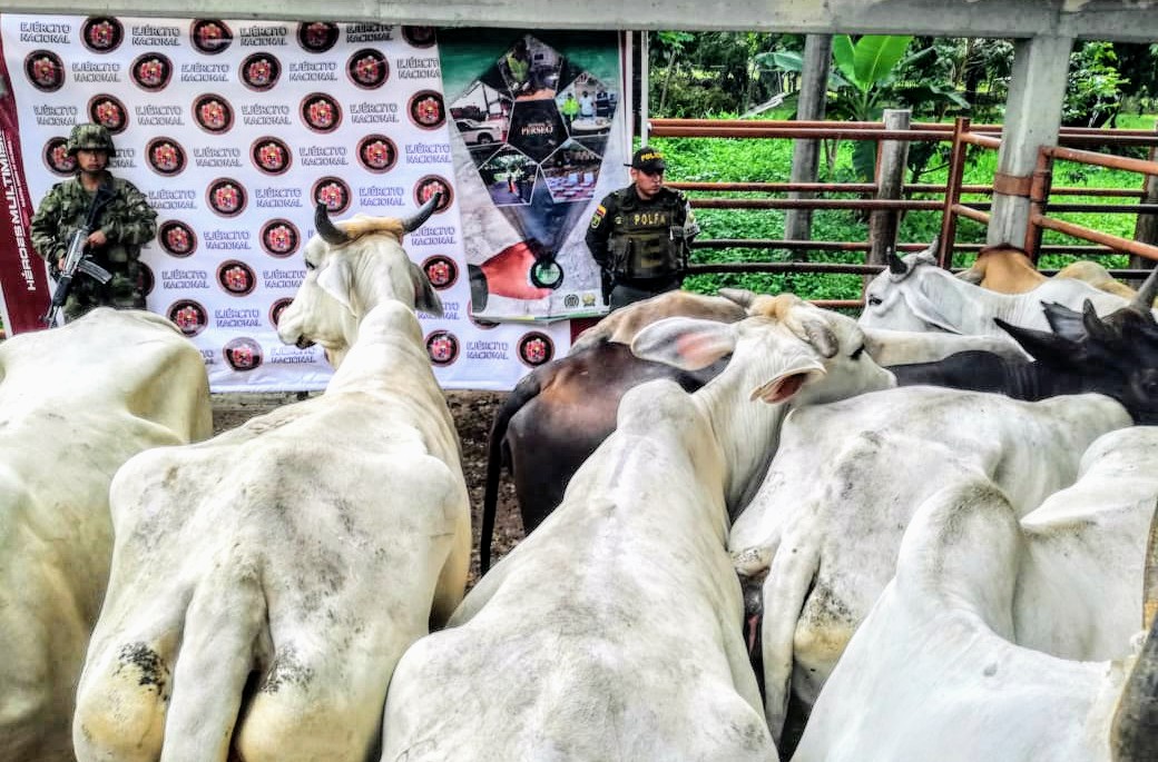 En Arauca la POLFA aprehende hidrocarburo y ganado de contrabando