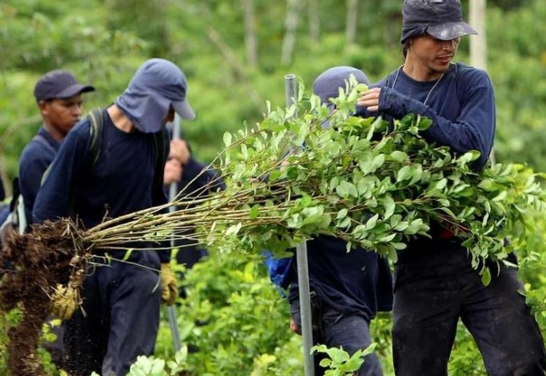 En un 91 % se ha cumplido la erradicación voluntaria de cultivos ilícitos:UNODC