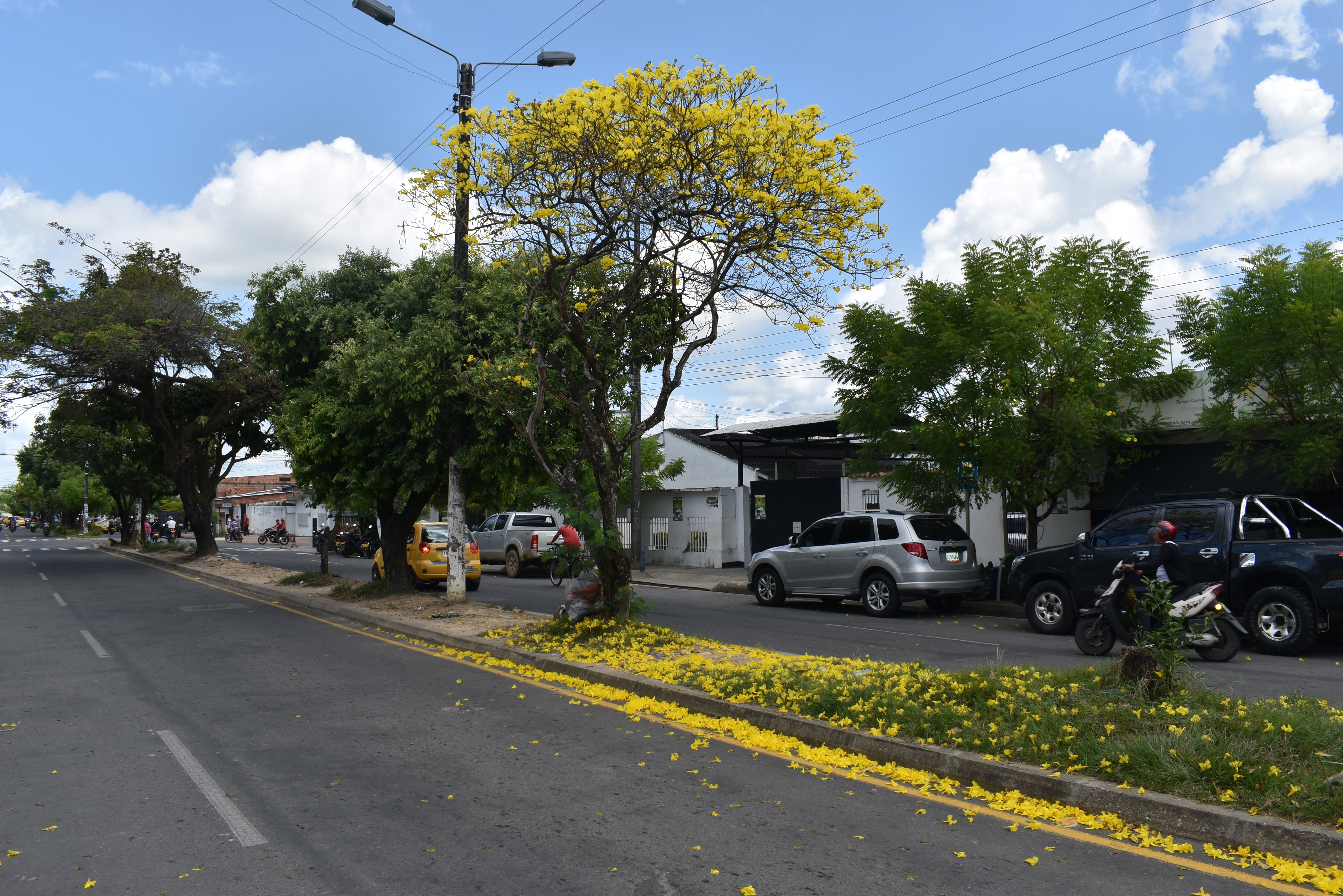 Flor Amarillo