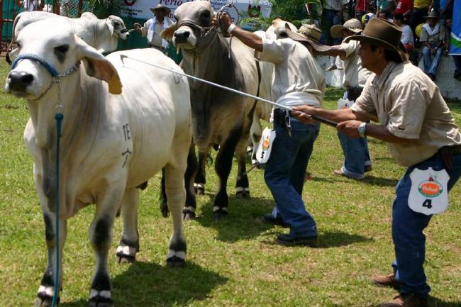Todo listo para la XXXIV Feria Agropecuaria del municipio de Arauca