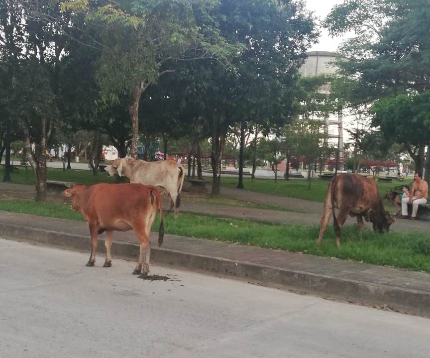 Llamado urgente a dueños de semovientes para prevenir accidentes de tránsito en la ciudad