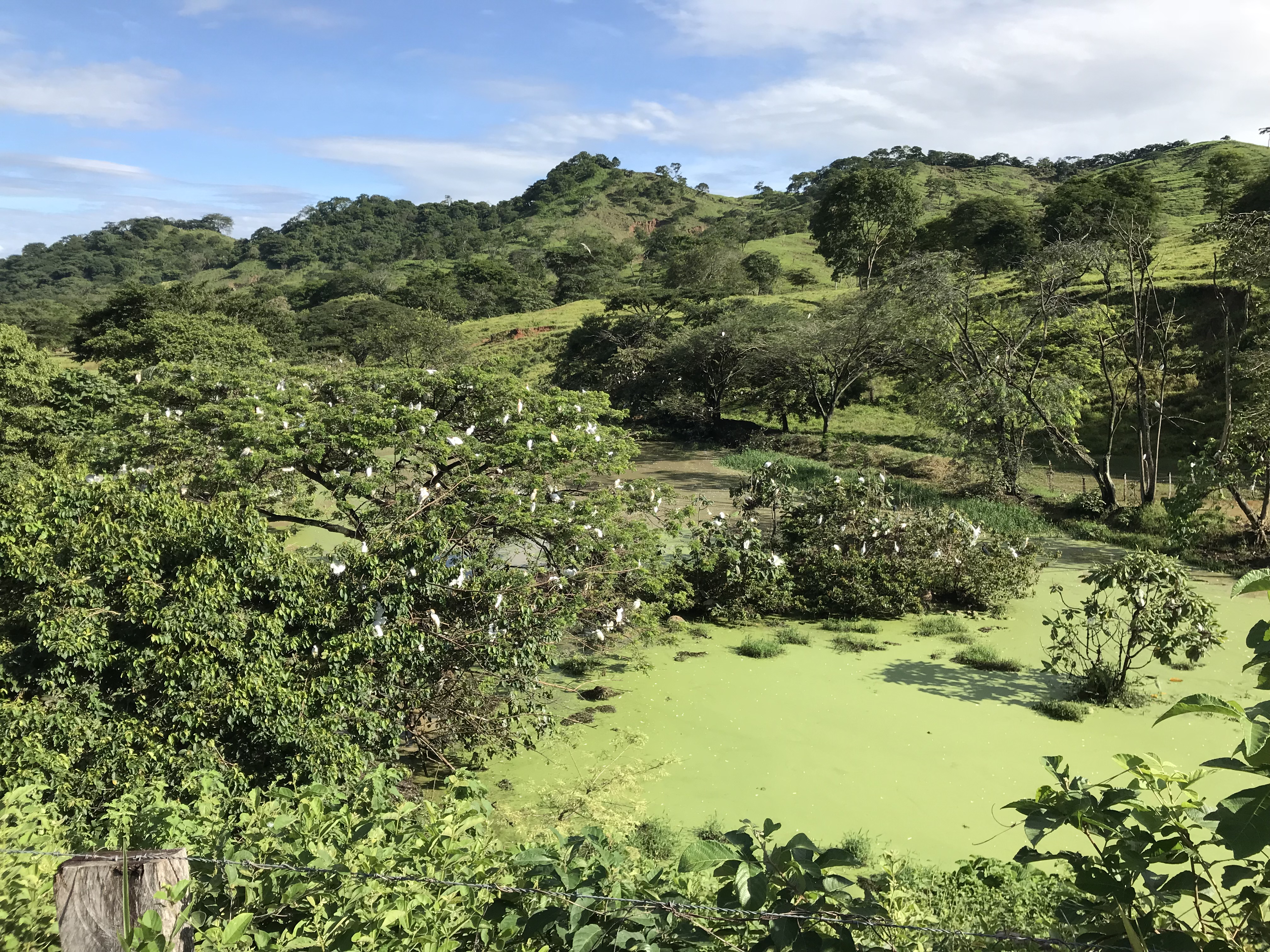 Garza y montaña