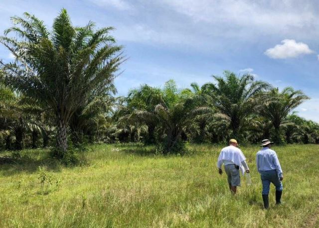 El ICA, en el Meta, realizó brigadas fitosanitarias a cultivos de palma de aceite