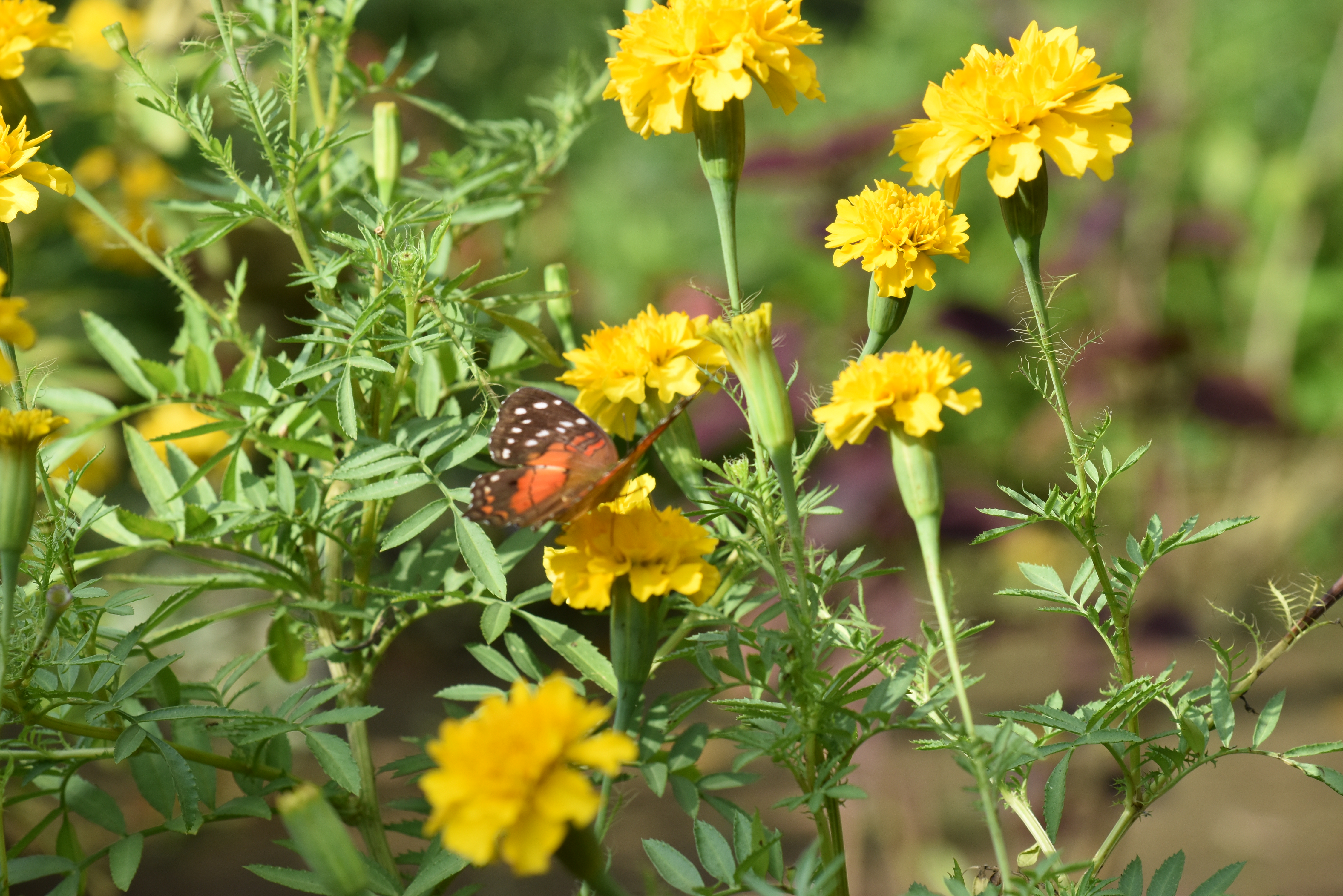 Mariposa