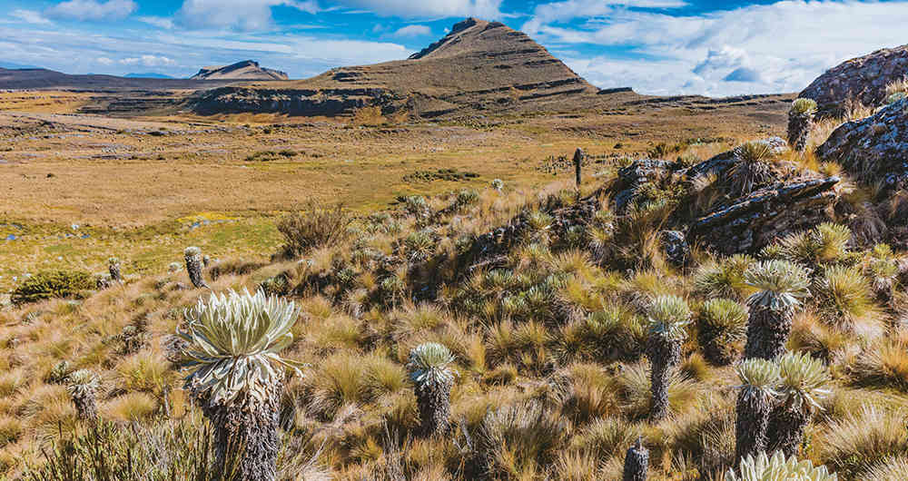 Acabaron con dos mil frailejones en páramo de Boyacá