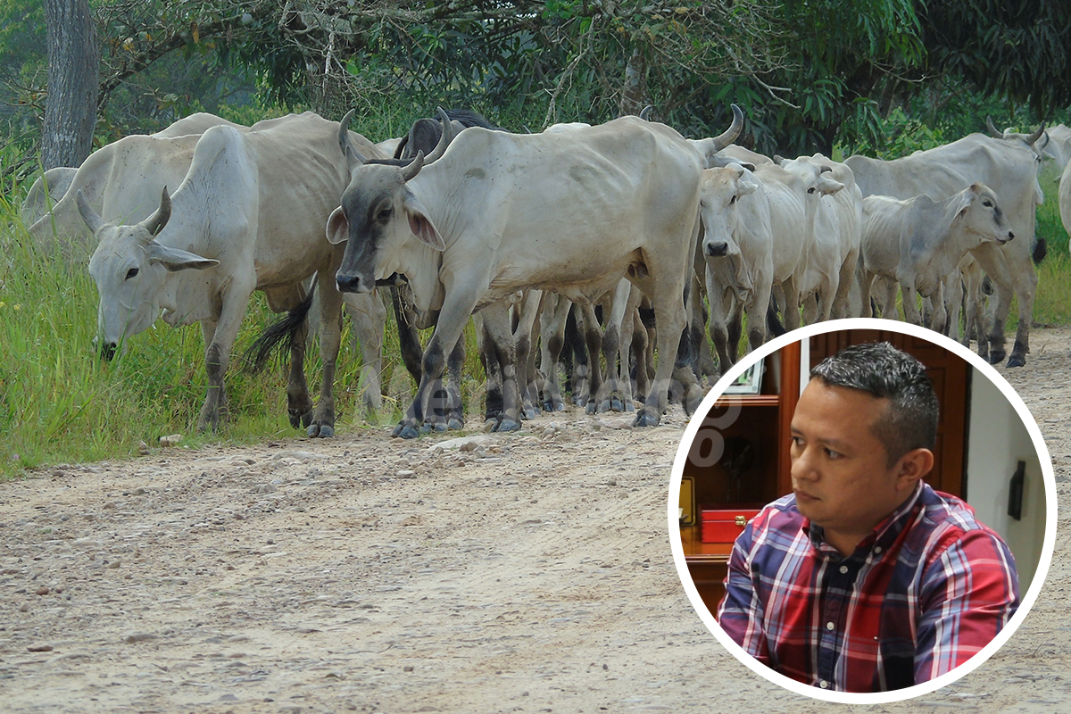 Abigeato se ha incrementado 200%: Alcalde de Cravo Norte