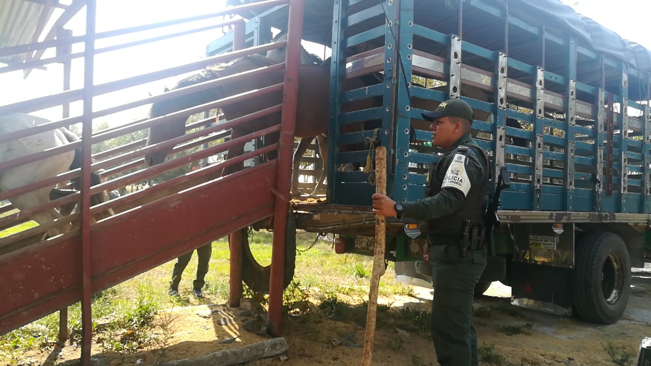 Polfa Arauca aprehendió 19 equinos de procedencia venezolana