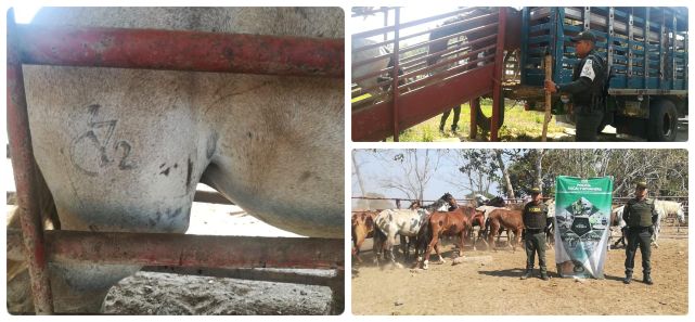 Centro Integrado ICA, INVIMA y POLFA/DIAN decomisó 19 equinos de contrabando en Arauca