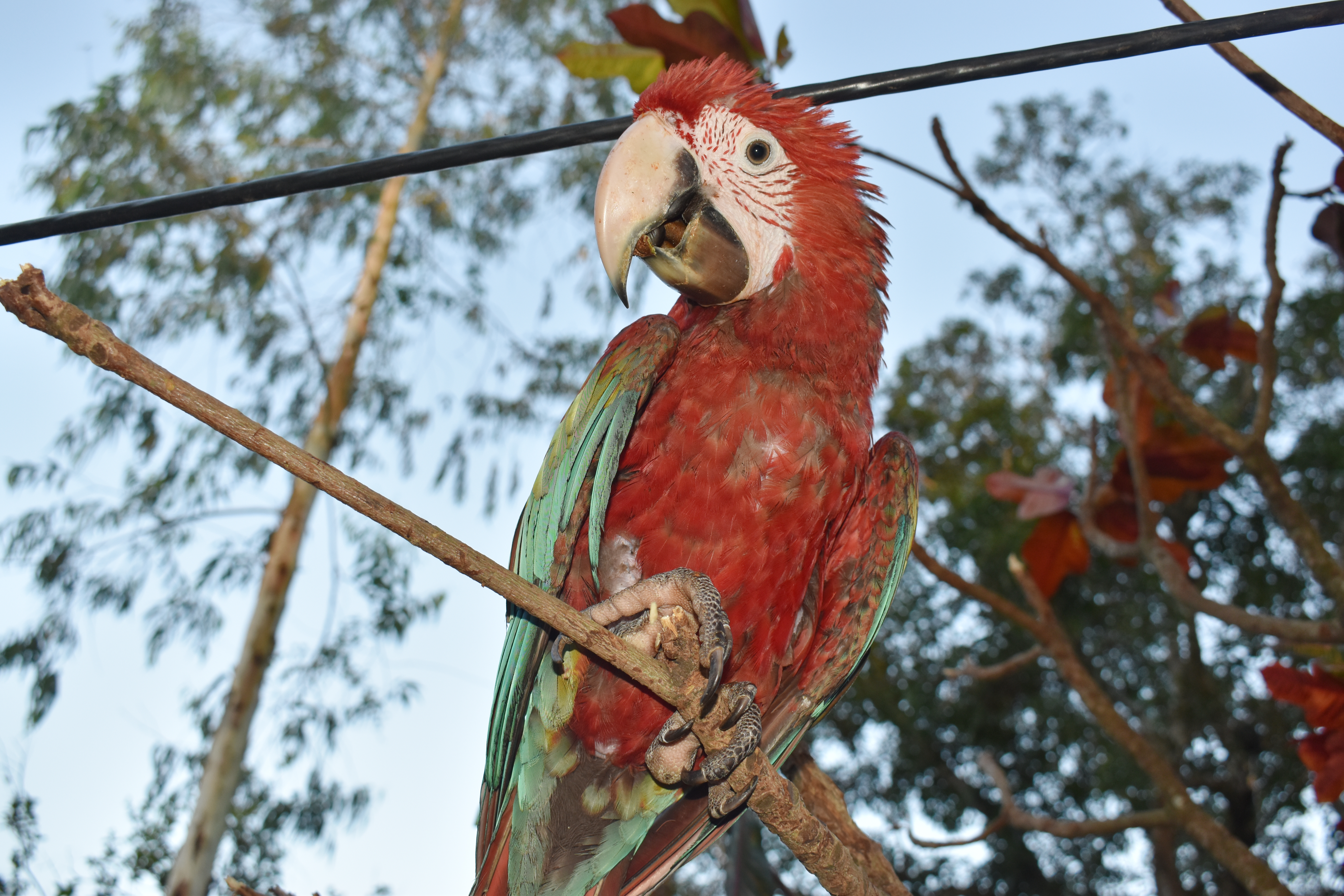 Guacamaya