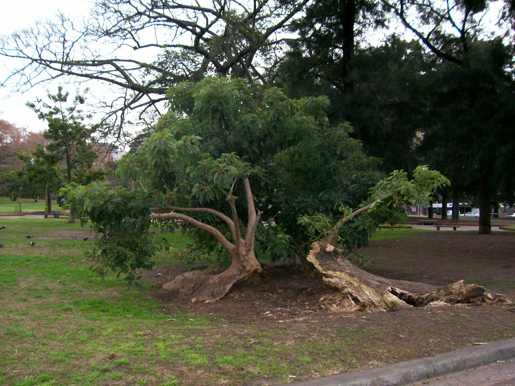 Murió campesino tras caerle un árbol encima