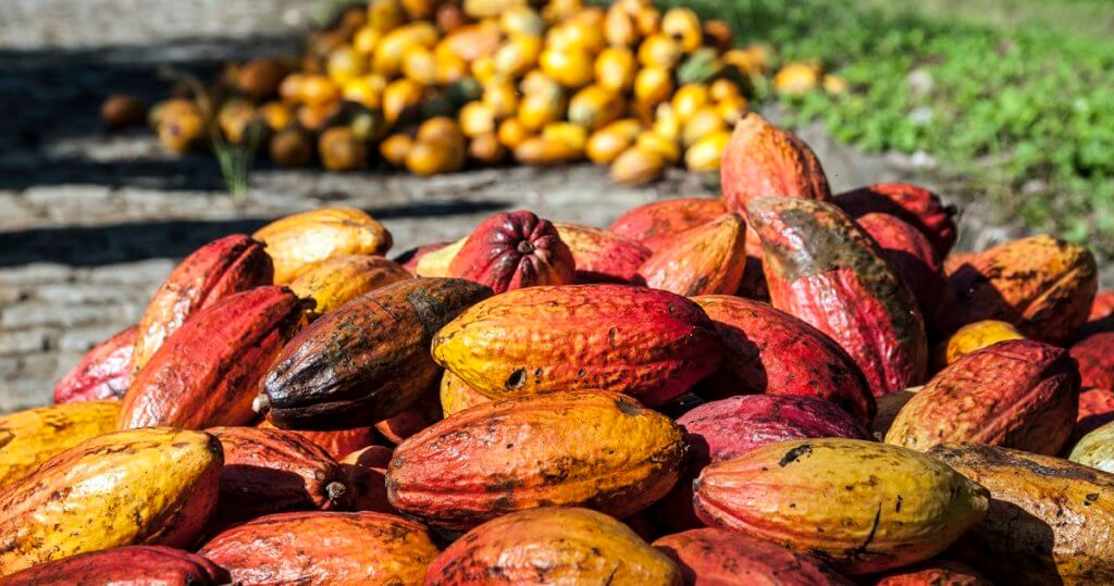 Cacao arauquiteño alista su participación en el salón de Chocolate de París