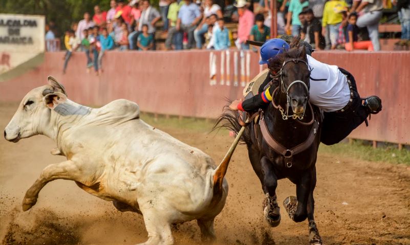 Arauca le cerró las puertas al Latinoamericano de Coleo, ahora se hará en Tame