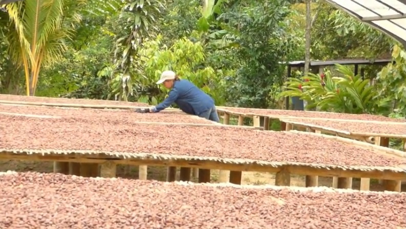 Dos muestras de cacao de Arauca representarán  a Colombia en El Salon de Chocolate de París