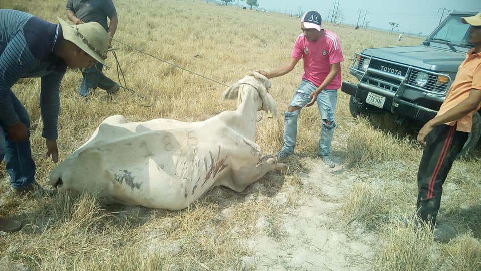 Ganaderos de Arauca piden al Alcalde declarar la calamidad pública