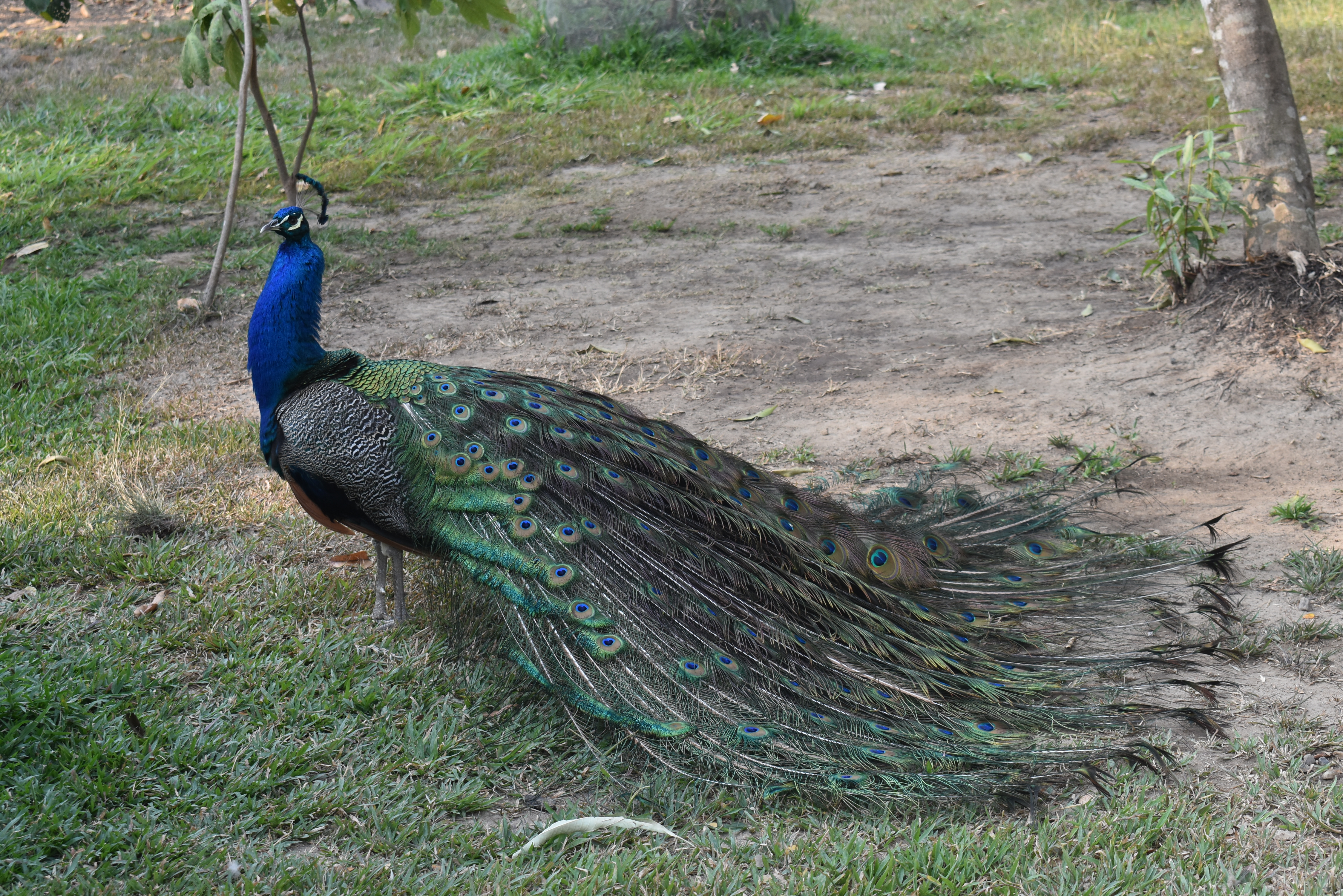 Pavo real araucano