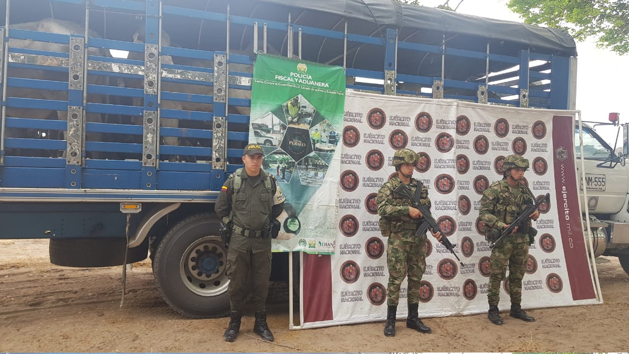 49 bovinos fueron aprehendidos por autoridades aduaneras