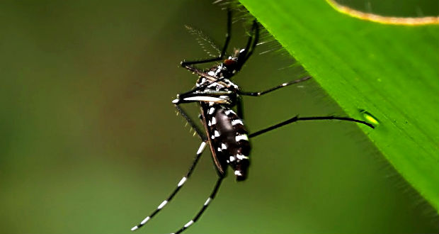 Zika pudo haber generado alteraciones en desarrollo cognitivo de niños