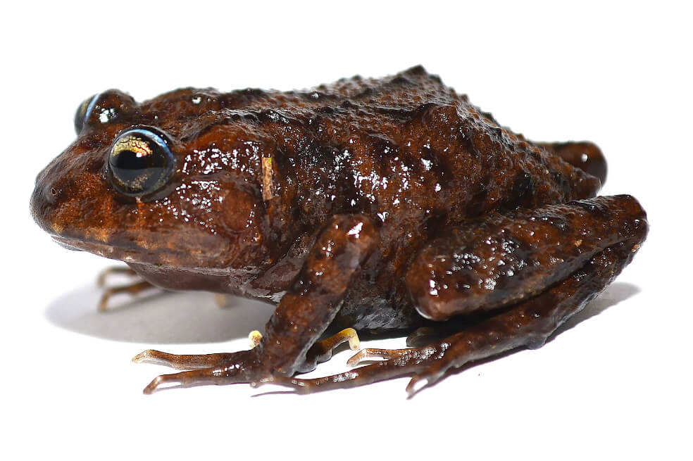 Nueva especie de anfibio fue hallada en Ecuador