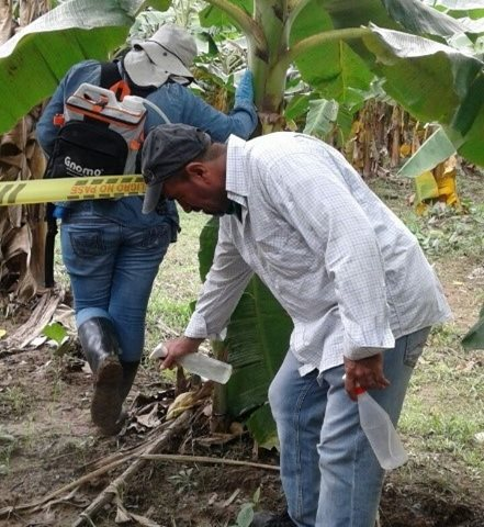 Más de mil focos de moko en plátanos fueron erradicados por el ICA en Arauca