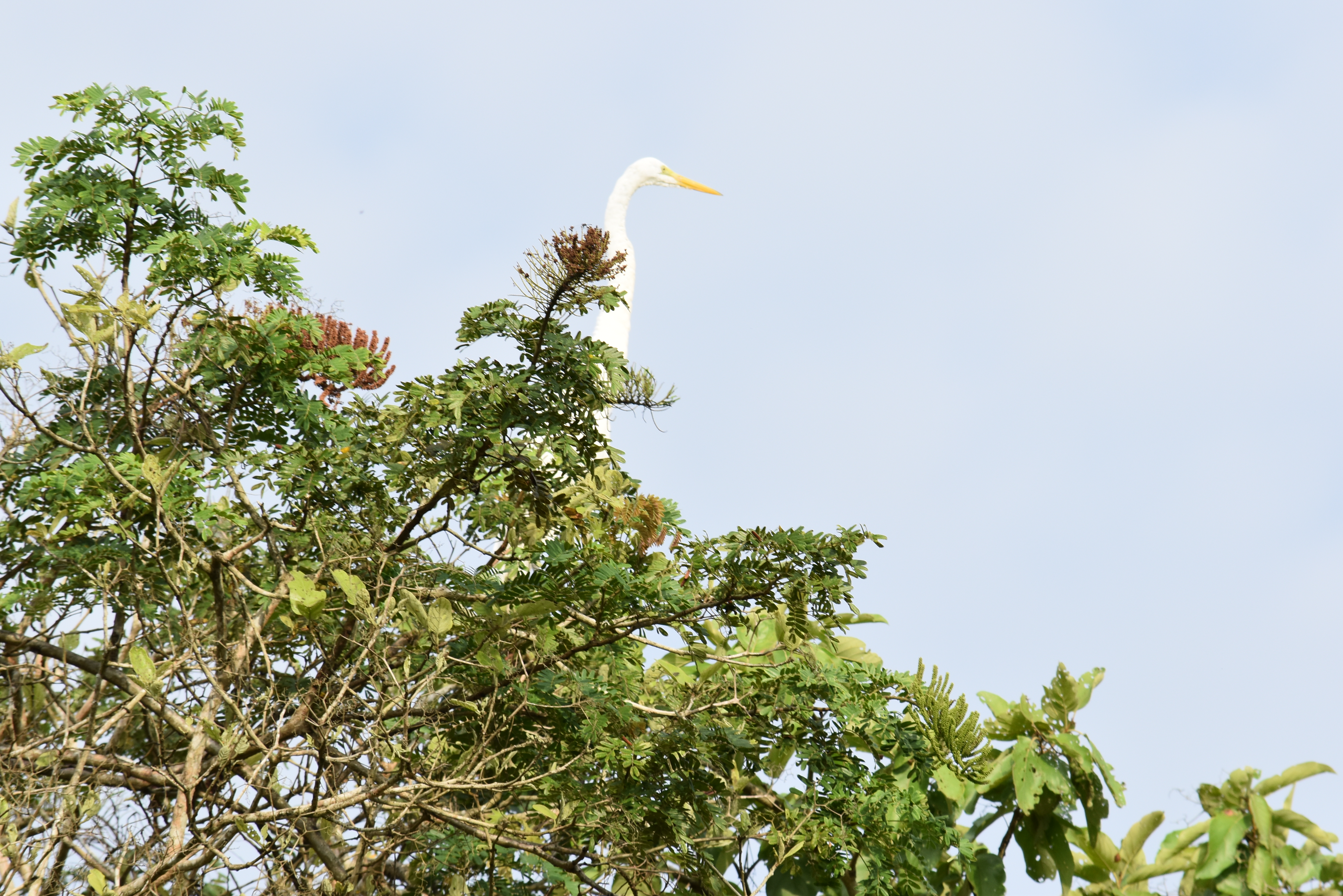 Garza blanca