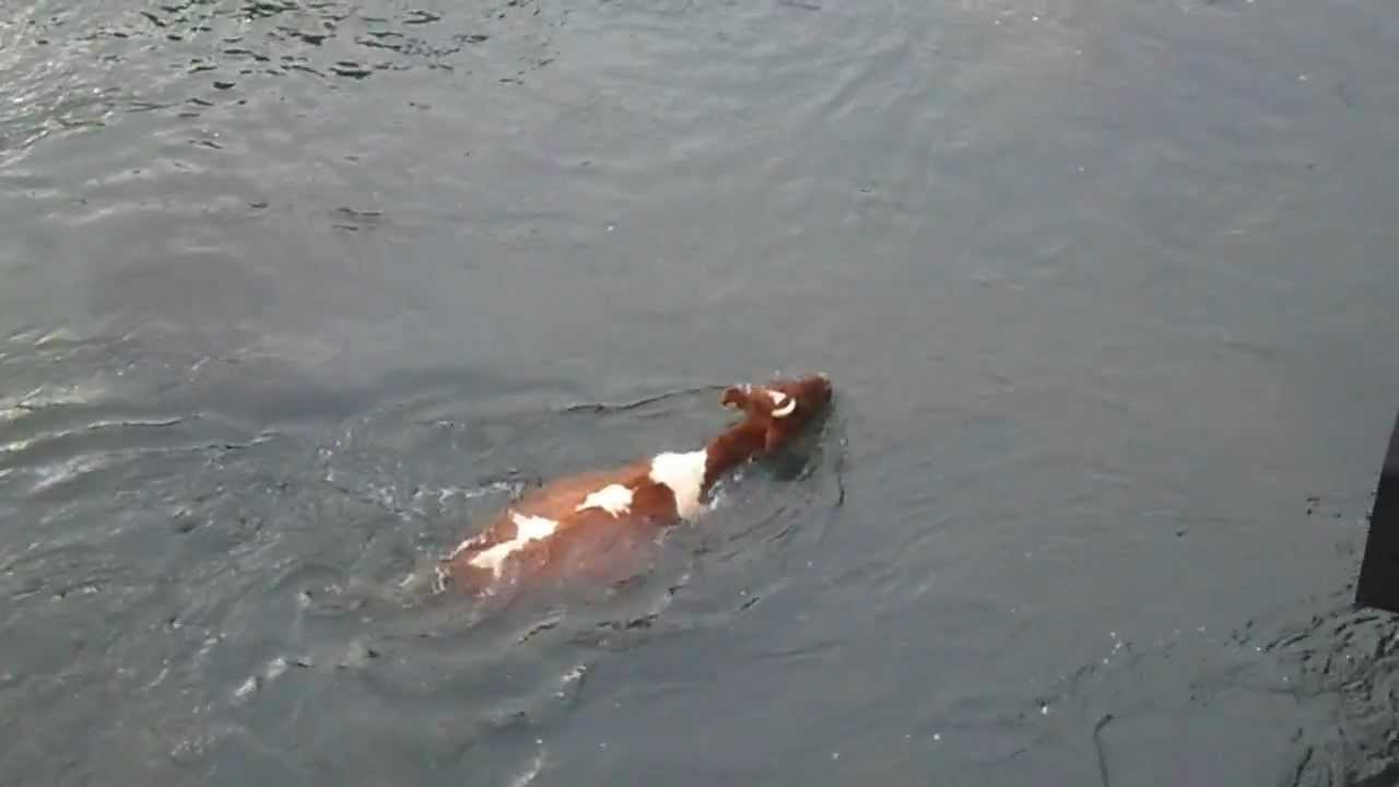 Bovinos cayeron a un río en la vía La Soberanía
