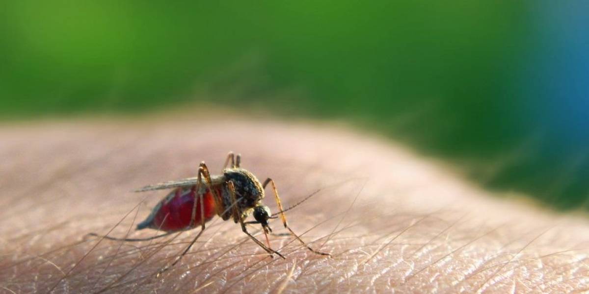 Detectados 65 casos de malaria en la región araucana este año