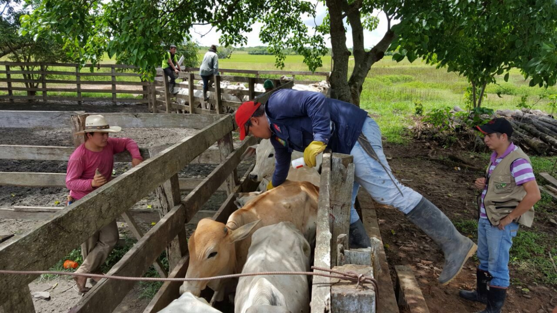 Del 13 de mayo hasta el 26 de junio va el periodo de vacunación contra la fiebre aftosa